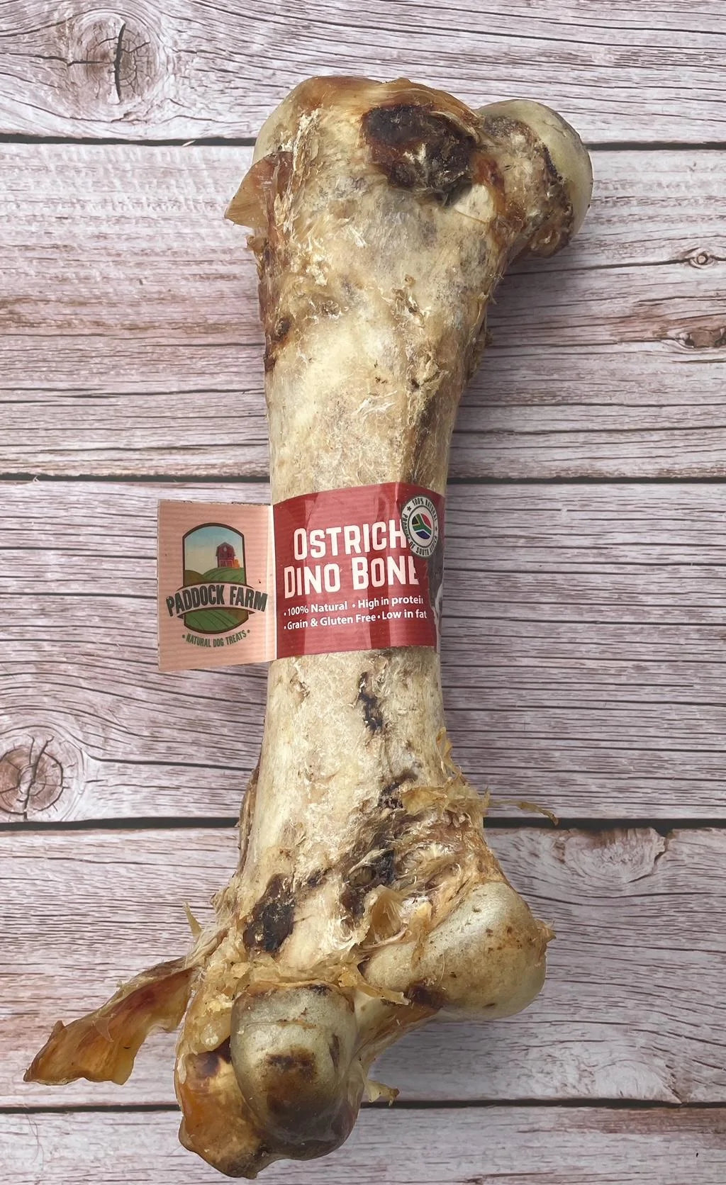 Ostrich Dino Bones